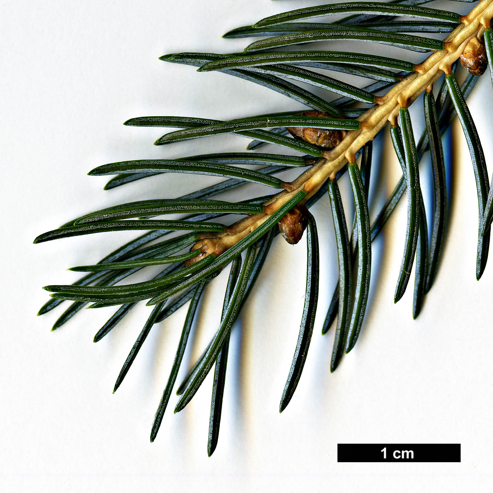 High resolution image: Family: Pinaceae - Genus: Picea - Taxon: alcoquiana - SpeciesSub: var. reflexa